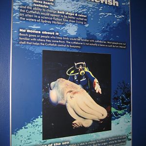 Giant Cuttlefish label