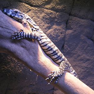 Juvenile Lace Monitor