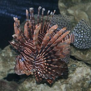 Lionfish