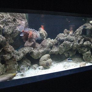Lionfish and Moray Eel tank