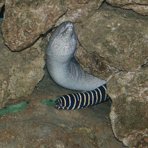 Moray Eel