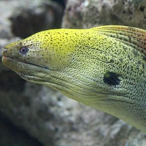 Moray Eel