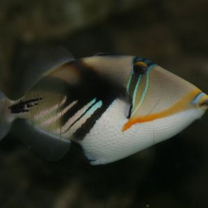 Picasso Triggerfish