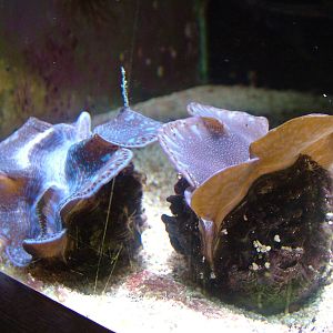 Giant Clams at Aquazoo 14/05/09
