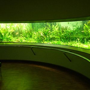 Planted Amazon tank at Aquazoo 14/05/09