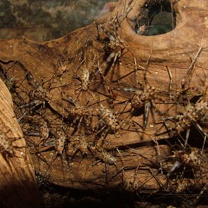 Cave Crickets at Aquazoo 14/05/09