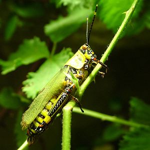 Variegated Grasshopper at Aquazoo 14/05/09