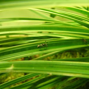 Stalk-eyed Fly at Aquazoo 14/05/09