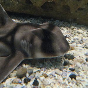 Baby Port Jackson Shark