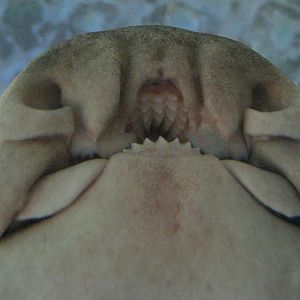 Port Jackson Shark mouthparts