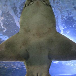 Underside of Port Jackson Shark
