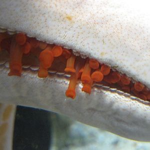 Tubefeet of a Starfish