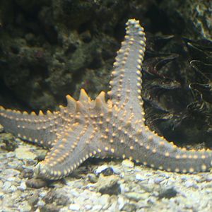 Starfish