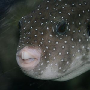 Stars-and-Stripes Puffer