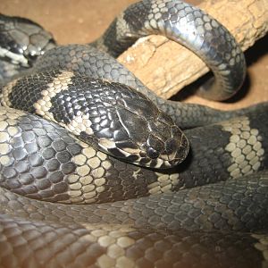 Stephens Banded Snakes