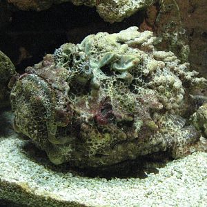 Stonefish