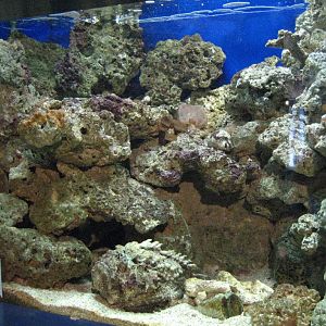 Stonefish tank