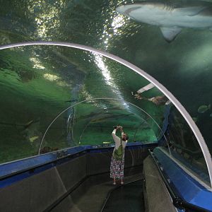 Tunnel in Shark Tank
