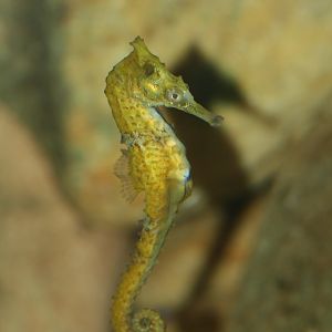 Seahorse
