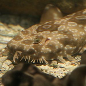 Baby Wobbegong