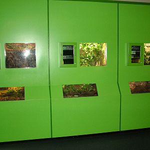 Invertebrate tanks at Aquazoo 14/05/09