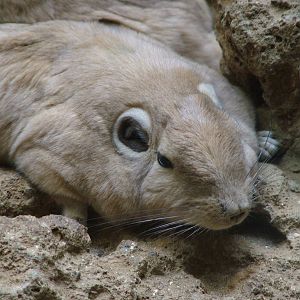 Gundi at Aquazoo 14/05/09