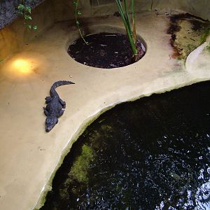West African Dwarf Crocodile exhibit at Aquazoo 14/05/09