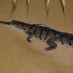 Australian Freshwater Crocodile at Aquazoo 14/05/09