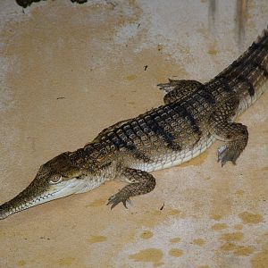 Australian Freshwater Crocodile at Aquazoo 14/05/09