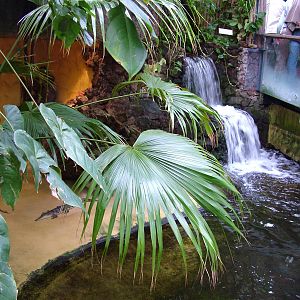 Freshwater Crocodile exhibit at Aquazoo 14/05/09