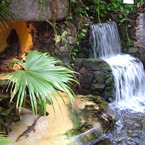 Freshwater Crocodile exhibit at Aquazoo 14/05/09
