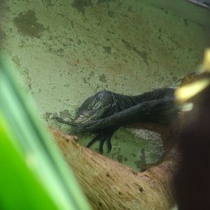 Black Tree Monitor at Aquazoo 14/05/09