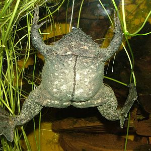 Surinam Toad at Aquazoo 14/05/09
