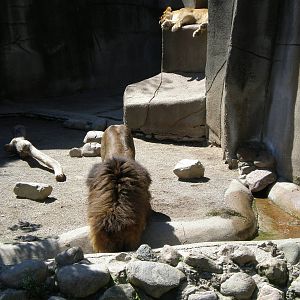 African Lion - Erie Zoo AUG07