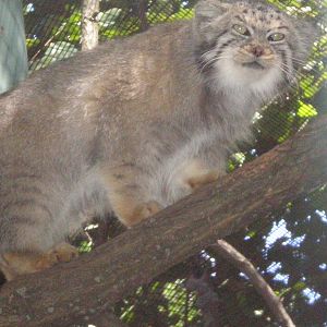 Pallas Cat - Erie zoo AUG07