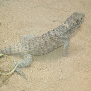Northern Curly-tailed Lizard at Aquazoo 14/05/09