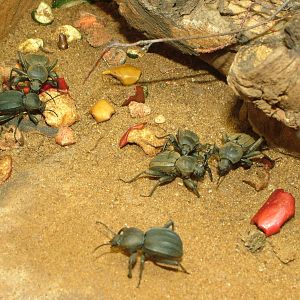 Darkling Beetles at Aquazoo 14/05/09