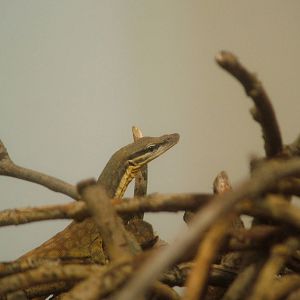 Kimberley Rock Monitor at Aquazoo 14/05/09