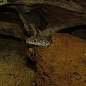 Stripe-tailed Tree Monitor at Aquazoo 14/05/09