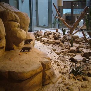 Dwarf Mongoose exhibit at Aquazoo 14/05/09