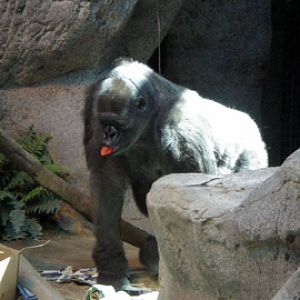 W Lowland Gorilla - Erie Zoo AUG07