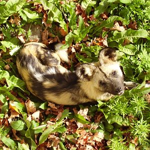 African Hunting Dog- FPZ OCT06 III