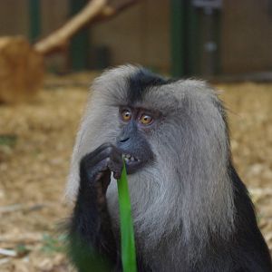 Chester Zoo - Lion-Tailed Macque