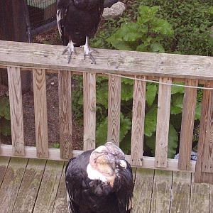 Andean Condor- FPZ JUN08 III