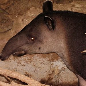 Bairds Tapir m- FPZ OCT06