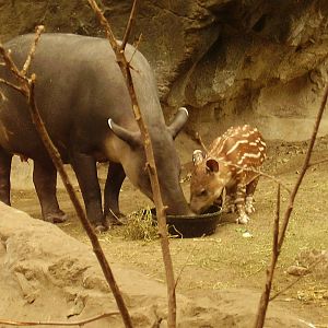 Bairds Tapir mother and baby 3wks old- FPZ APR07 IV