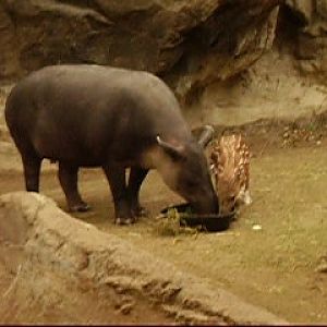 Bairds Tapir mother and baby 3wks old video- FPZ APR07