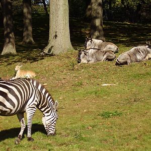 Grants Zebra NUbian Ibex Wildebeeste- FPZ OCT06