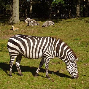 Grants Zebra Wildebeeste Nubian Ibex background - FPZ OCT06