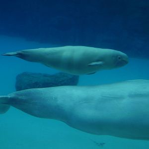 Beluga w baby born summer06- Marineland AUG06